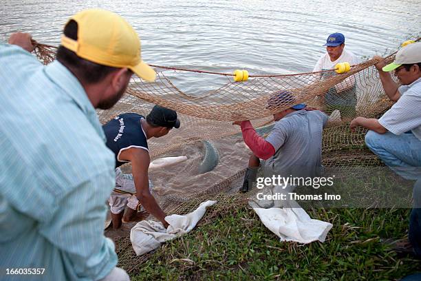 November 03: Workers of a fish farm, here they breed the largest freshwater fish , called Paiche.