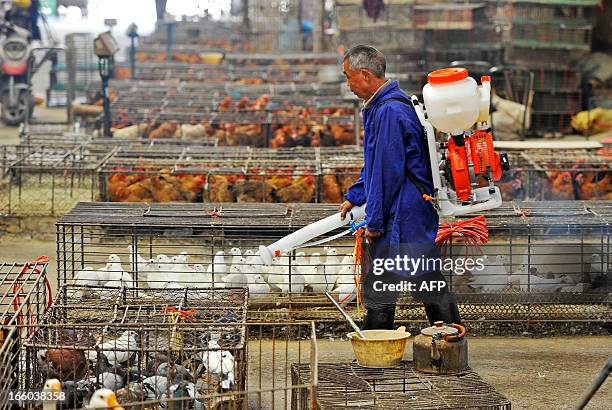 This picture taken on April 6, 2013 shows a man sterilizing the enclosure of on sale chickens in a poultry market in Wuhan, central China's Hubei...