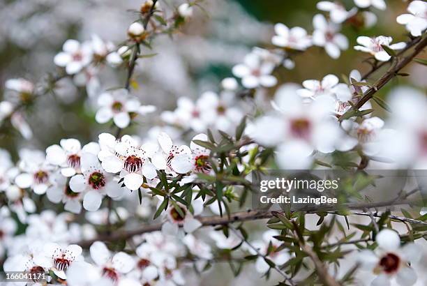 manuka (leptospermum scoparium) tea tree - tea tree stock pictures, royalty-free photos & images