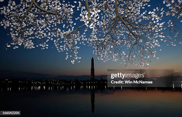 Cherry blossoms bloom on the edge of the Tidal Basin after a colder than normal March and chilly April delayed the beginning of the cherry blossom...