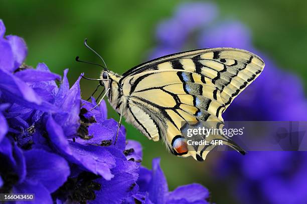 swallowtail, papilio machaon butterfly pollinating a flower (xxxl) - delphinium stock pictures, royalty-free photos & images
