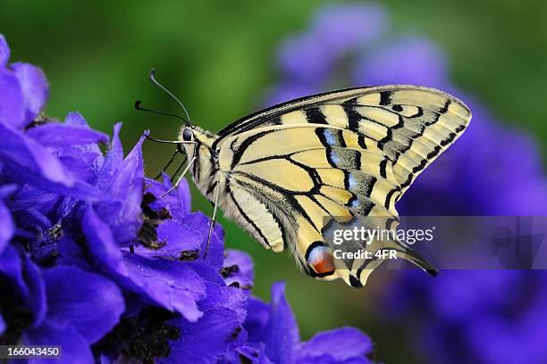 swallowtail, papilio machaon butterfly pollinating a flower (xxxl) - delphinium 個照片及圖片檔