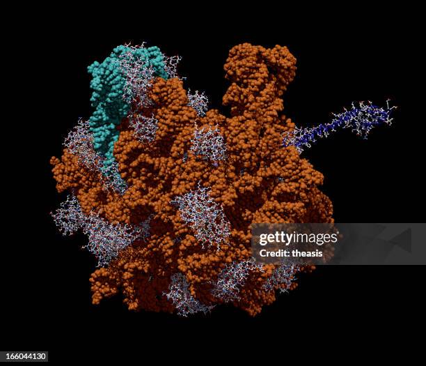 e. coli ribossoma bacteriano - ribossomo imagens e fotografias de stock