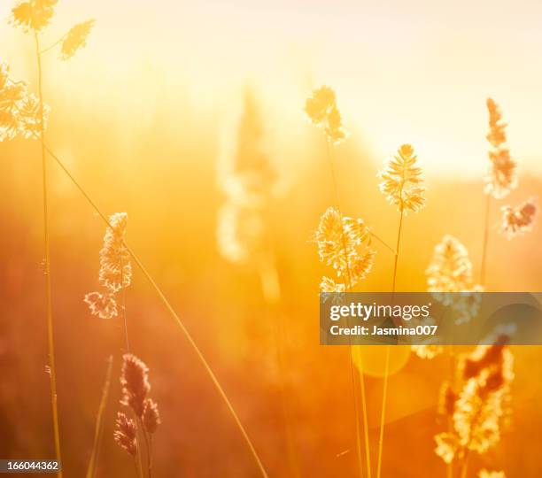 silhouette of wildflowers in meadow during sunrise - orange flower stock pictures, royalty-free photos & images