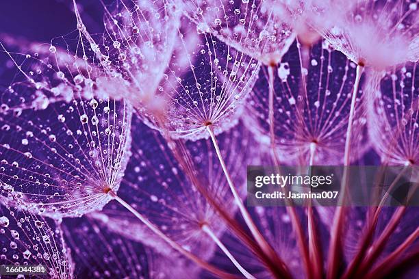 abstraite macro de gouttes d'eau sur les graines de pissenlit - purple photos et images de collection