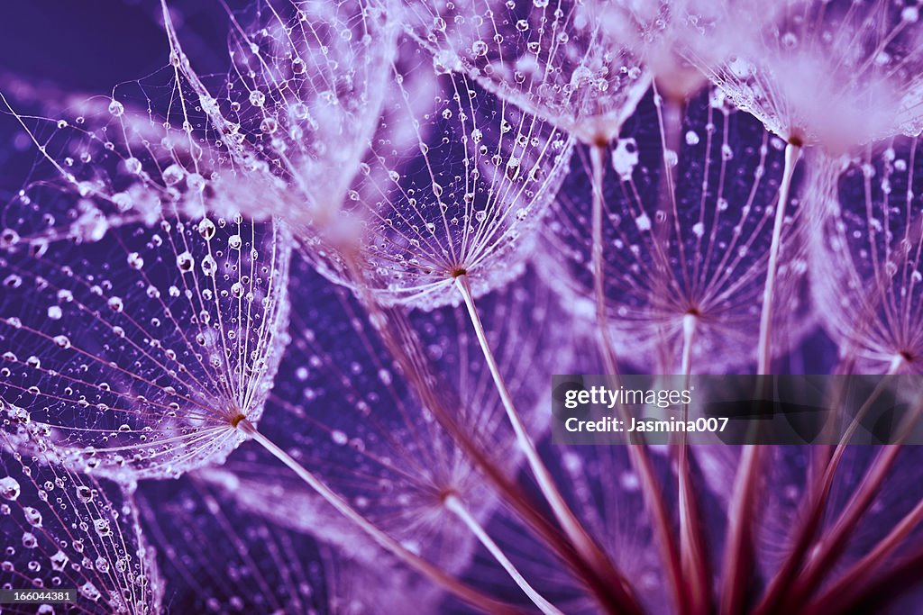 Macro abstract of water drops on dandelion seeds