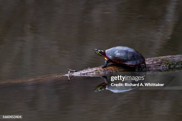 painted turtle - painted turtle stock pictures, royalty-free photos & images