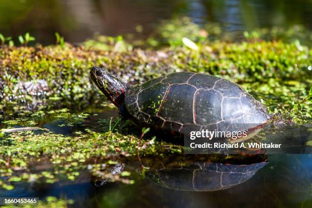 painted turtle - painted turtle stock pictures, royalty-free photos & images