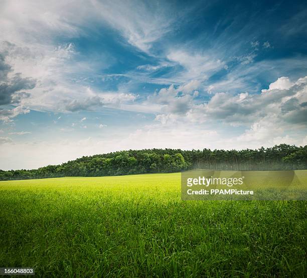 grüne gras landschaft - landscape forest blue sky stock-fotos und bilder