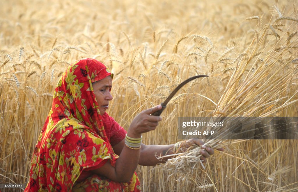 INDIA-AGRICULTURE-WHEAT