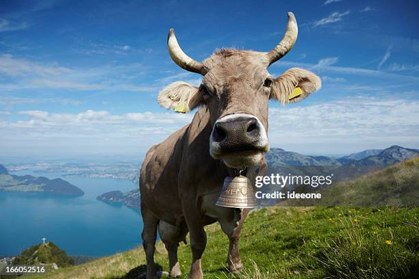 alpine milk cow - swiss cow stock pictures, royalty-free photos & images