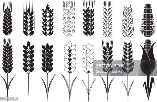 wheat and corn - whole wheat stock illustrations