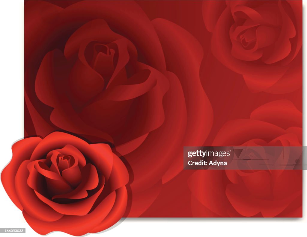 Fond Rose rouge