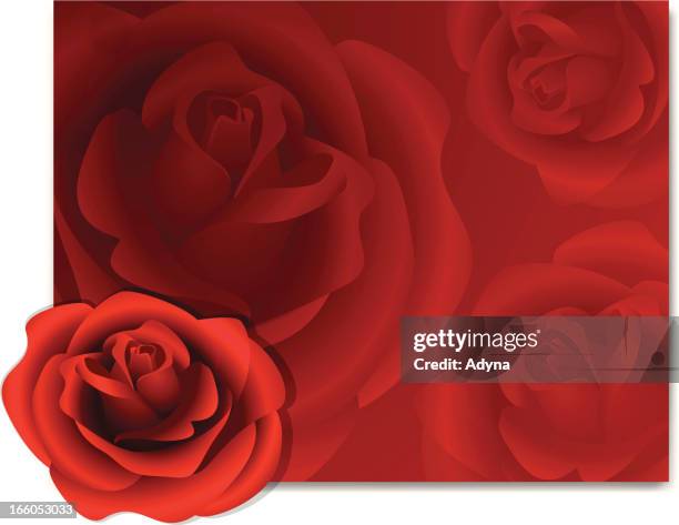 red rose background - rose background stock illustrations