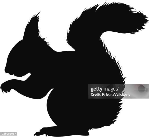 squirrel - squirrel stock illustrations