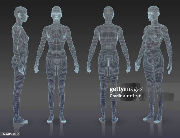 woman body set - the human body stock illustrations