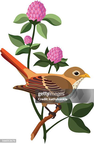 illustrations, cliparts, dessins animés et icônes de grive solitaire et trèfle rouge - fleur emblème