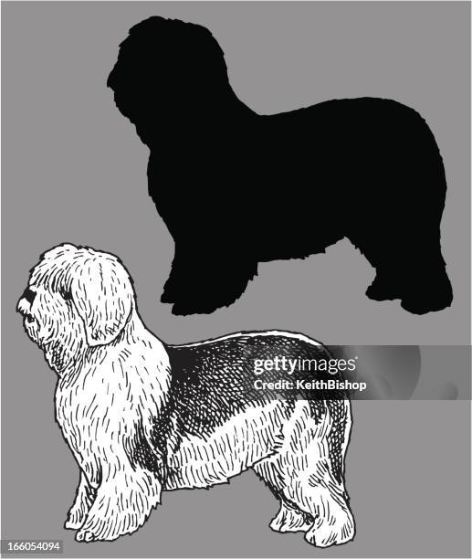 old english sheep dog - domestic pet - old english sheepdog stock illustrations