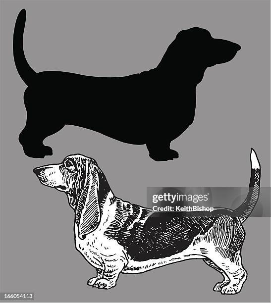 ilustraciones, imágenes clip art, dibujos animados e iconos de stock de basset-perro, locales para mascotas - basset hound