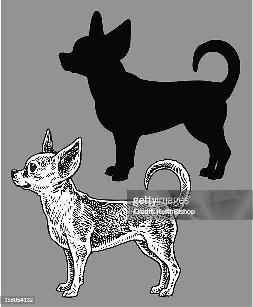 chihuahua  - dog, domestic pet - chihuahua stock illustrations