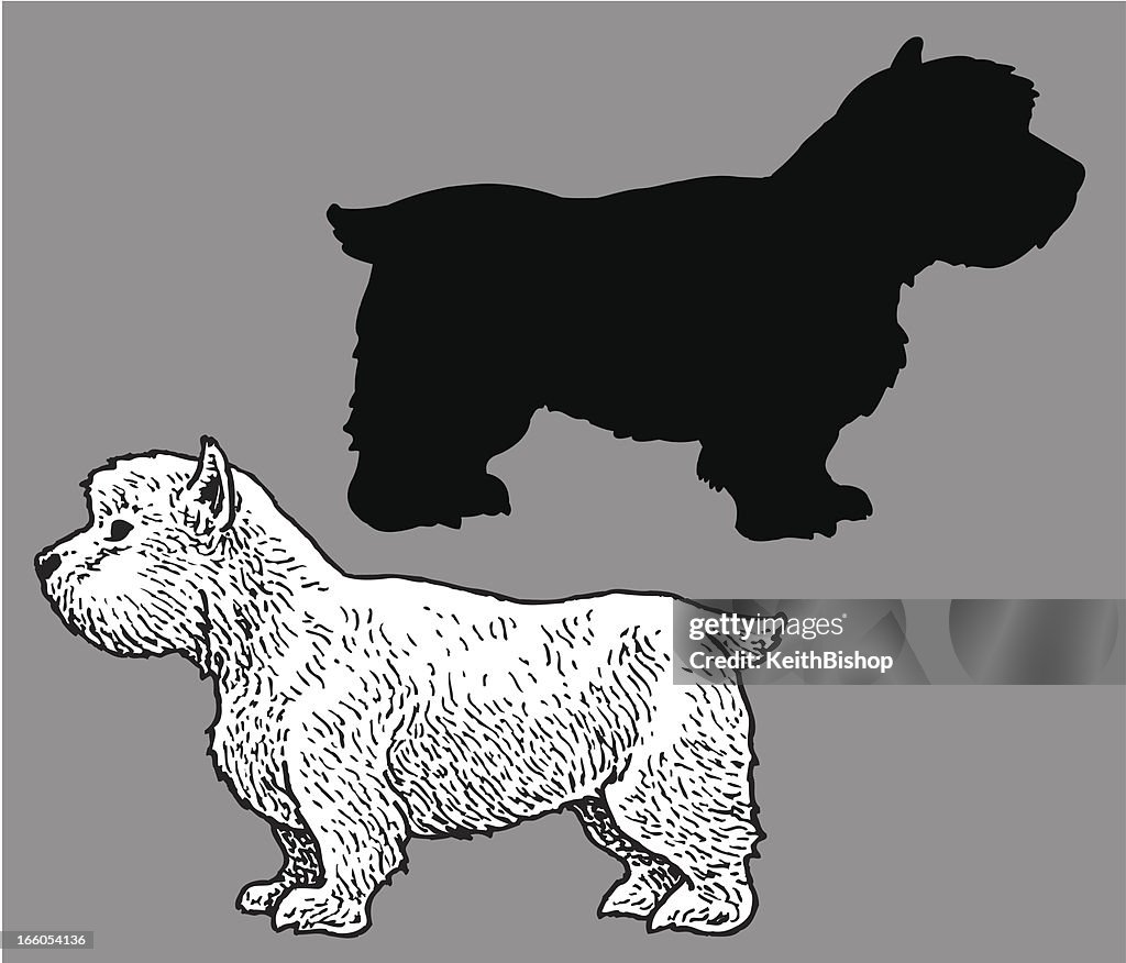 West Highland White Terrier - Dog, domestic pet