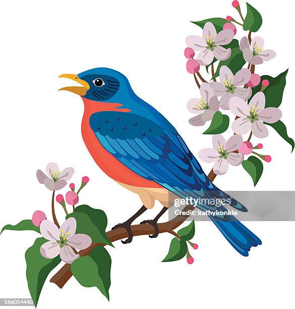 bluebird and apple blossoms - bluebird bird stock illustrations