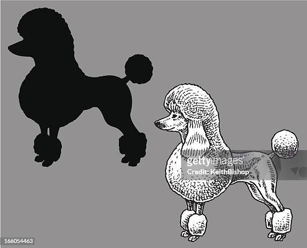  Ilustraciones de French Poodle - Getty Images
