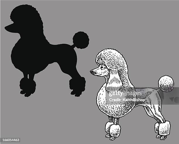 Ilustraciones de French Poodle - Getty Images Ilustraciones de French Poodle - Getty Images