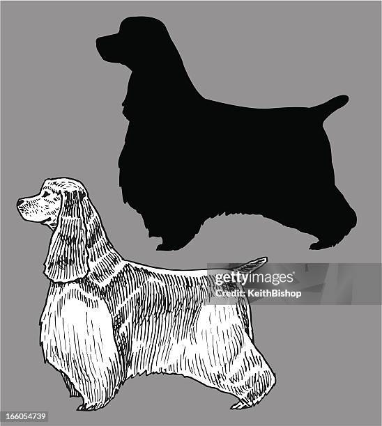 cocker spaniel - dog, domestic pet - cocker spaniel stock illustrations