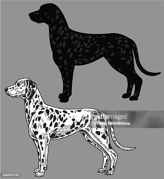ダルメシアンの犬、国内 pet - ダルメシアン点のイラスト素材／クリップアート素材／マンガ素材／アイコン素材