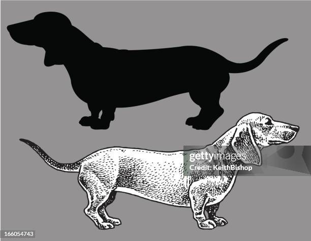 bildbanksillustrationer, clip art samt tecknat material och ikoner med dachshund - dog, domestic pet - tax