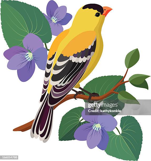 goldfinch and violets - carduelis carduelis stock illustrations