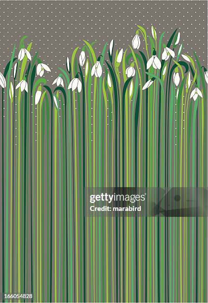 snowdrops nuances of green and grey like rainy day - snowdrop stock illustrations