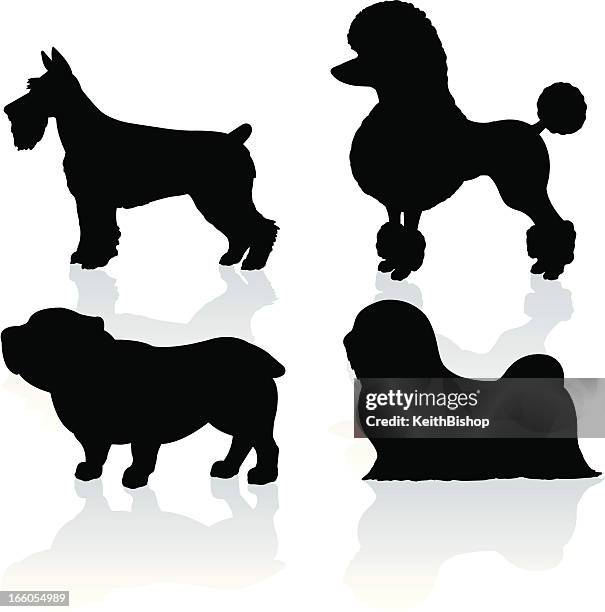 hunde-companion, schnauzer, pudel, bulldogge, lhasa apso - pudel stock-grafiken, -clipart, -cartoons und -symbole