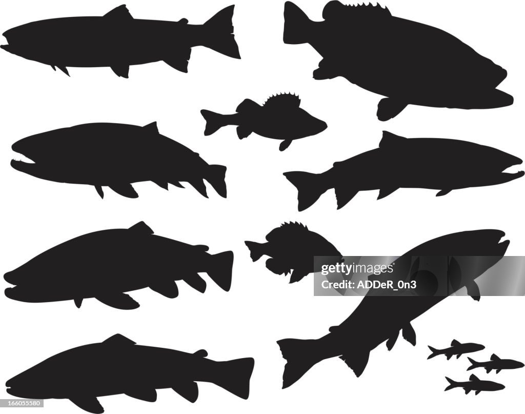 Large Sport Fish Silhouette Set