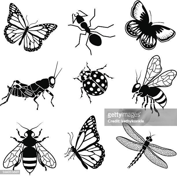 ilustrações, clipart, desenhos animados e ícones de north american insetos - estêncil