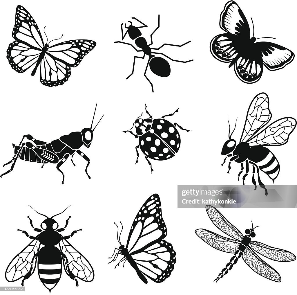 North American insects