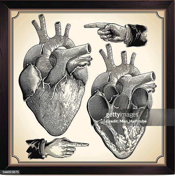 human heart - diagram of the heart stock illustrations