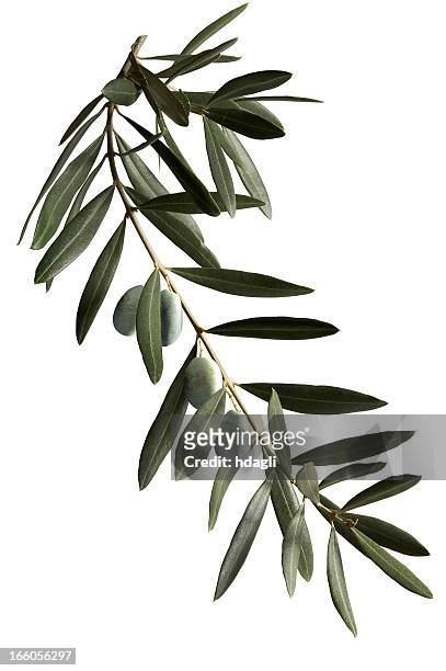 ramoscello d'ulivo - olive tree foto e immagini stock
