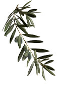 A dark green olive branch on a white background 