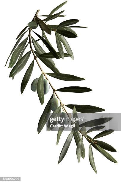 a dark green olive branch on a white background  - olive fruit 個照片及圖片檔