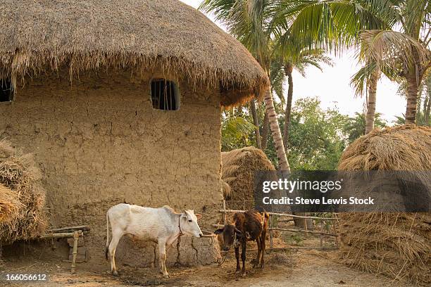 cows in a village scene - thatched roof huts stock pictures, royalty-free photos & images