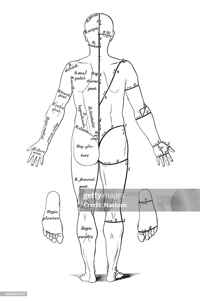 Normal Body Cut Skin Cuts For Dissection High-Res Vector Graphic - Getty Images