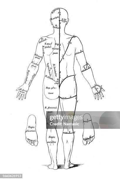 skin cuts for dissection - diagram of the human body stock illustrations