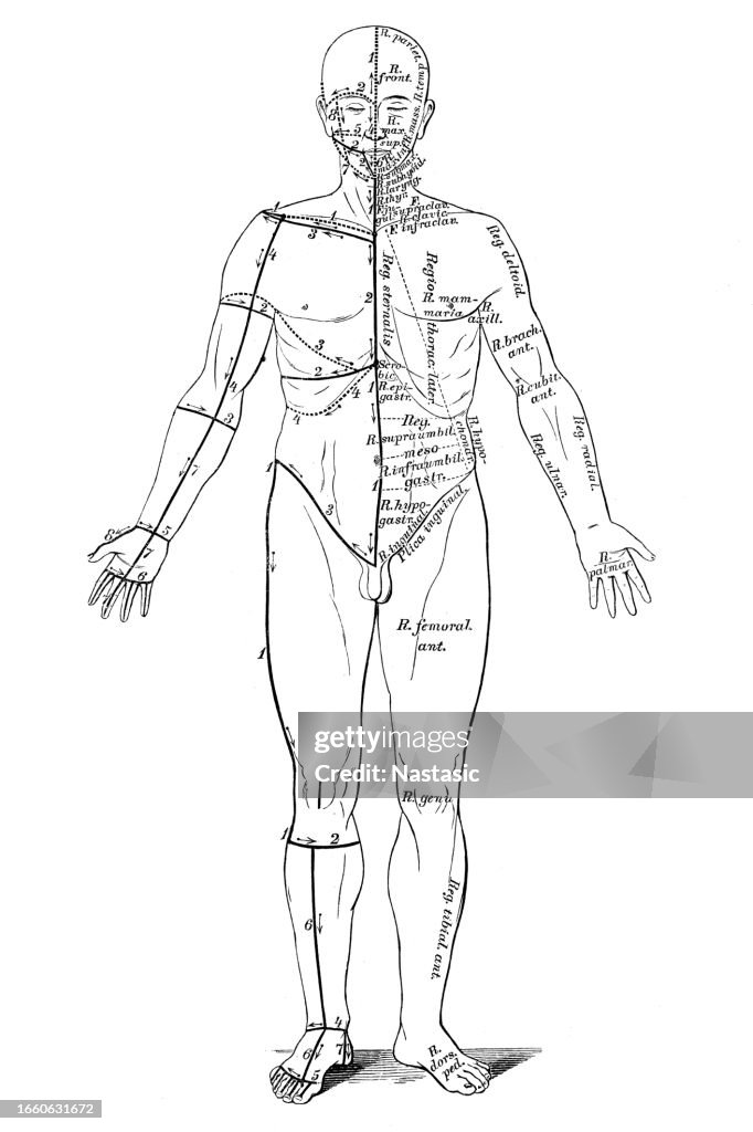Disection Cuts Skin Cuts For Dissection High-Res Vector Graphic - Getty Images