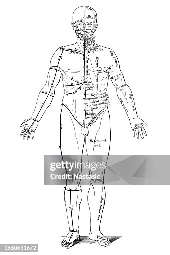 Normal Body Cut Skin Cuts For Dissection High-Res Vector Graphic - Getty Images