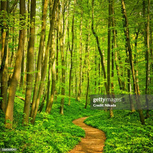 3,106 Winding Path Through Woods Stock Photos, High-Res Pictures, and ...