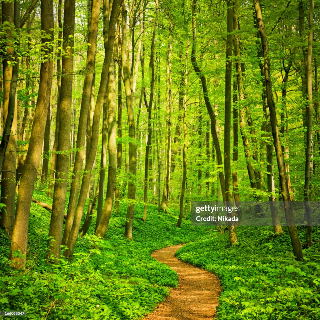 Caminho de floresta