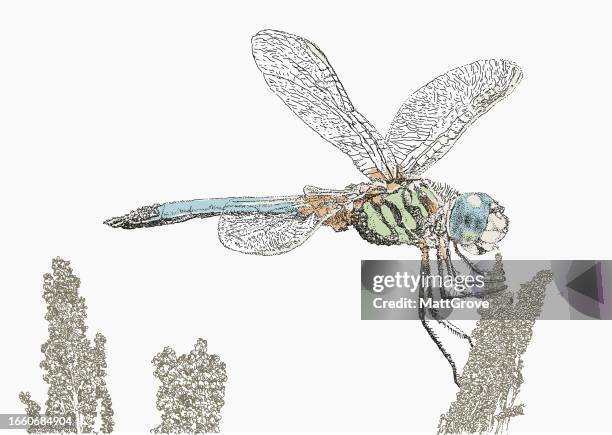 dragonfly insect - dragonfly stock illustrations