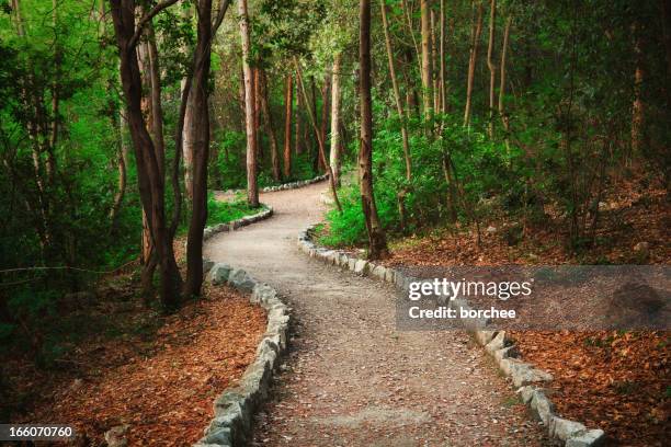 forest path - footpath stones stock pictures, royalty-free photos & images